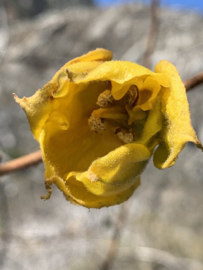 California Flannelbush photo 8