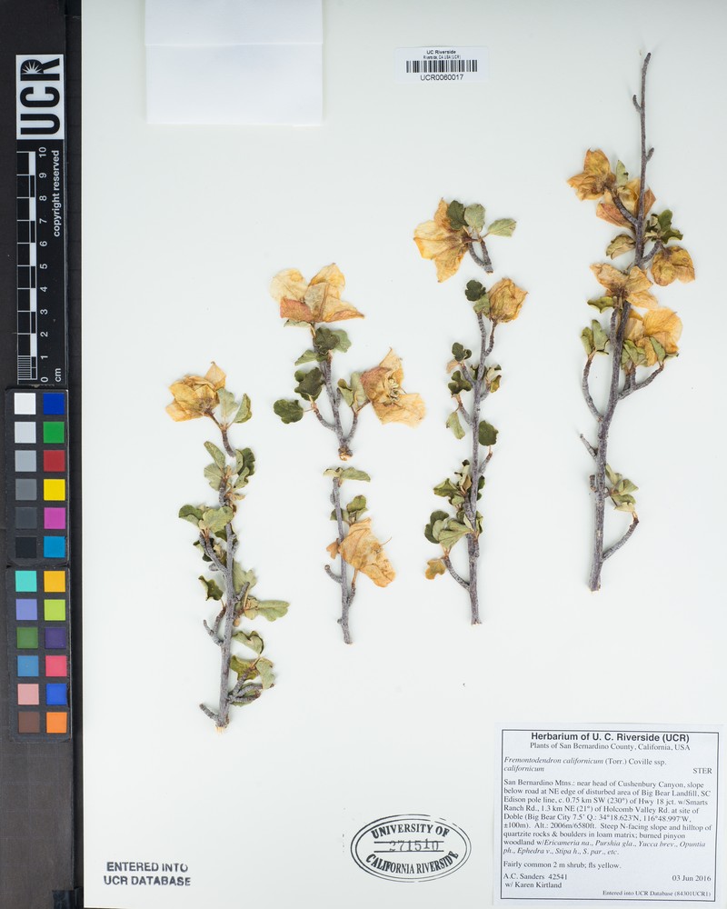 Fremontodendron californicum subsp. californicum