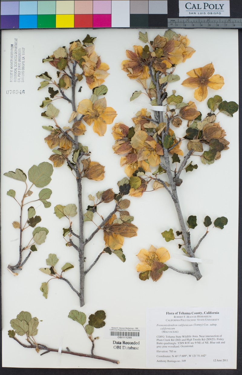 Fremontodendron californicum subsp. californicum photo 2