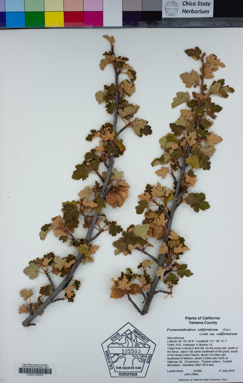 Fremontodendron californicum subsp. californicum photo 3