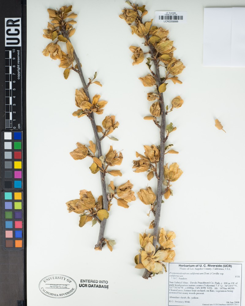 Fremontodendron californicum subsp. californicum photo 4
