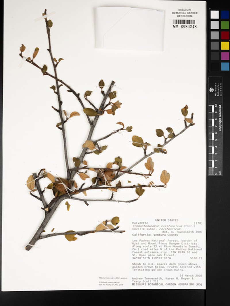 Fremontodendron californicum subsp. californicum