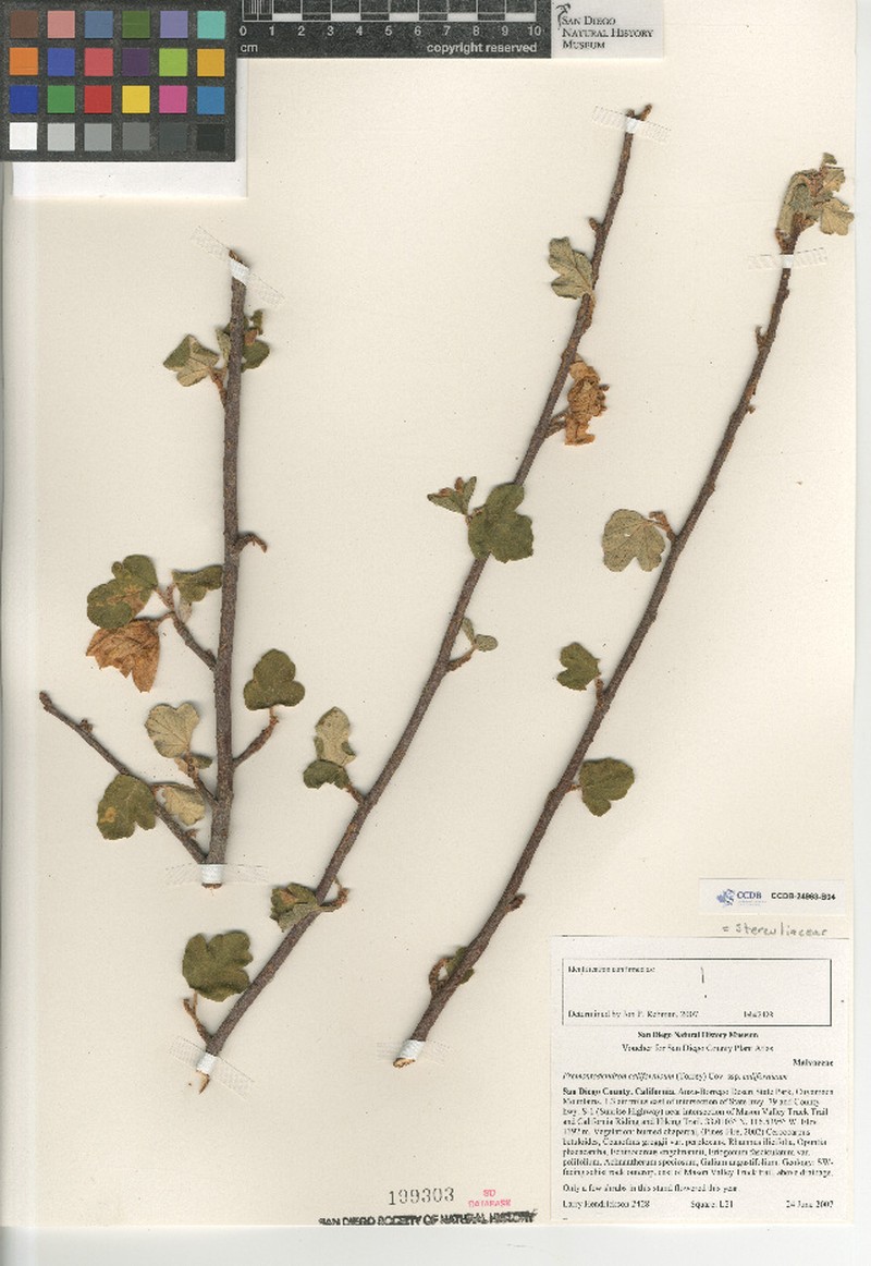 Fremontodendron californicum subsp. californicum photo 2