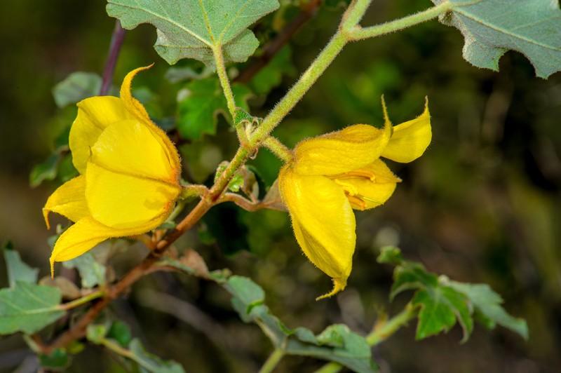 Mexican Flannelbush