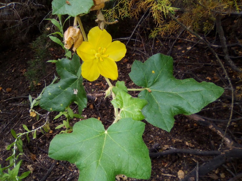 Mexican Flannelbush photo 2