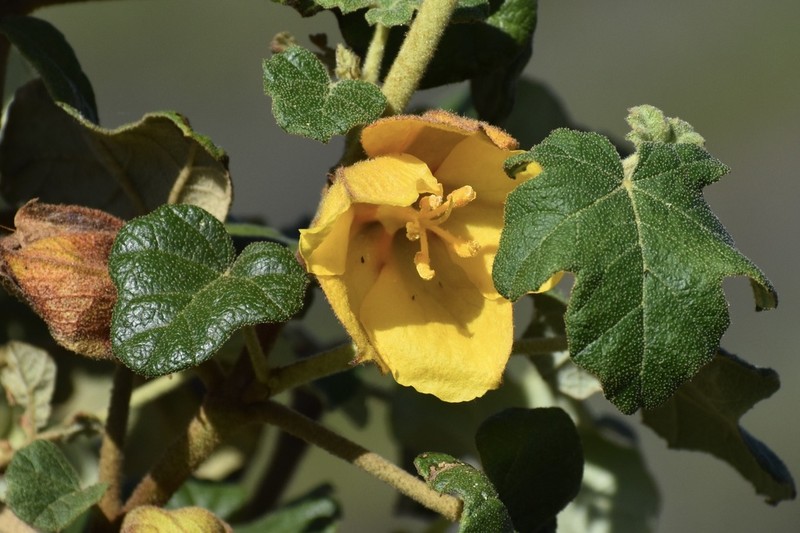 Mexican Flannelbush photo 3