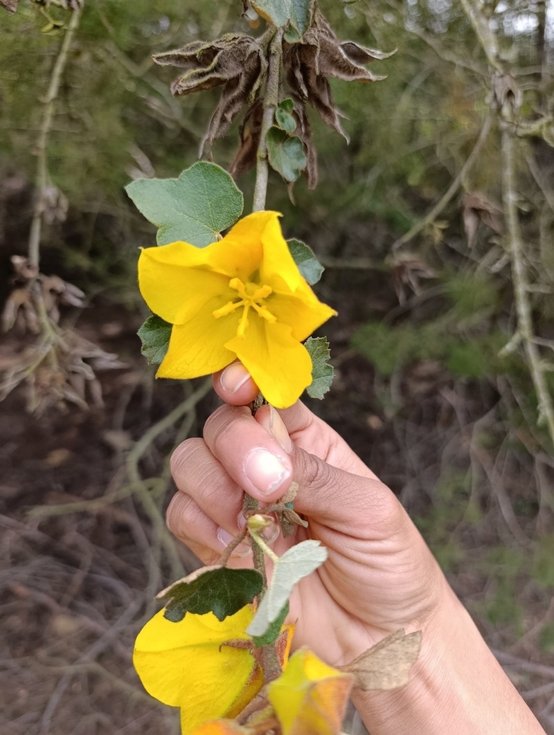 Mexican Flannelbush photo 4