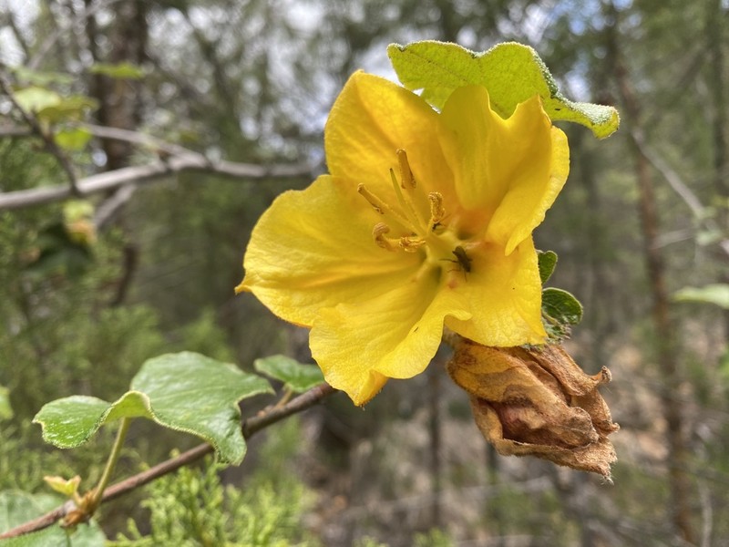Mexican Flannelbush photo 5