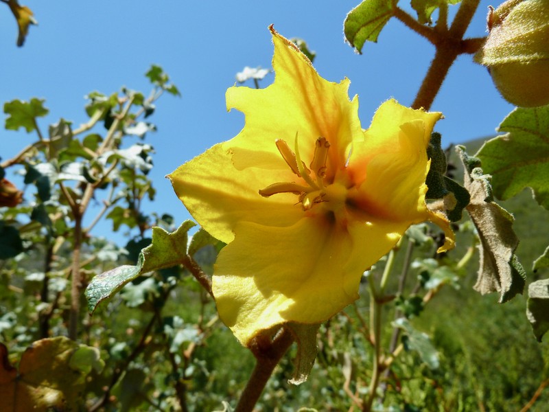 Mexican Flannelbush photo 7