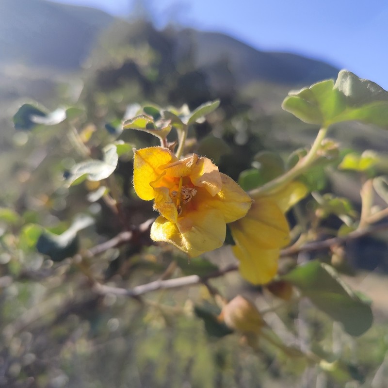 Mexican Flannelbush photo 8