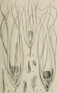 Freycinetia reineckei