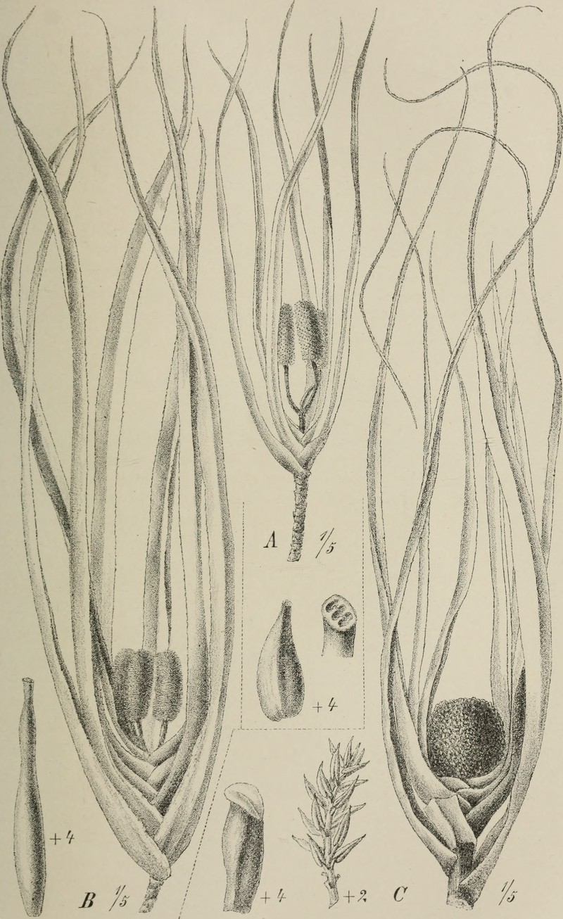 Freycinetia reineckei