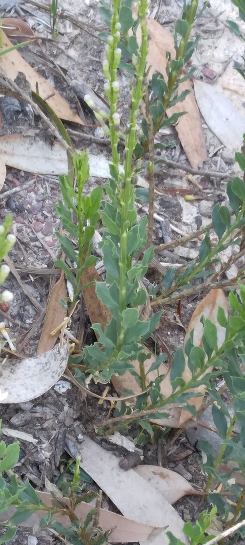 Freylinia brevistyla