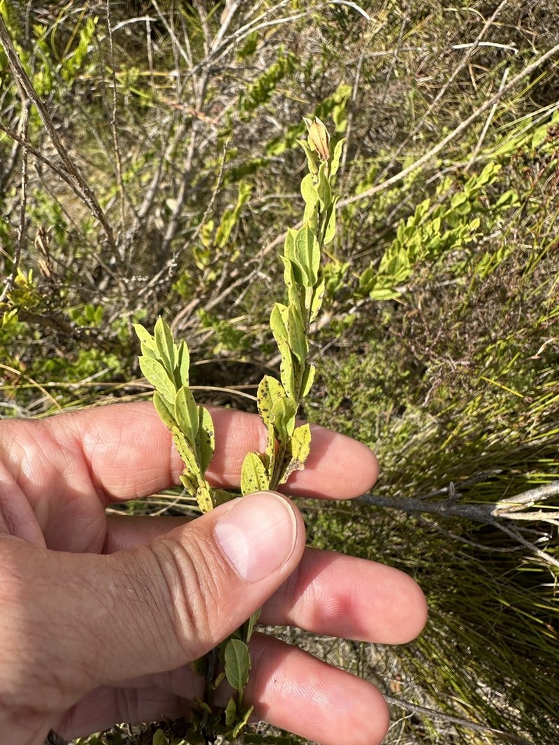 Freylinia brevistyla photo 2