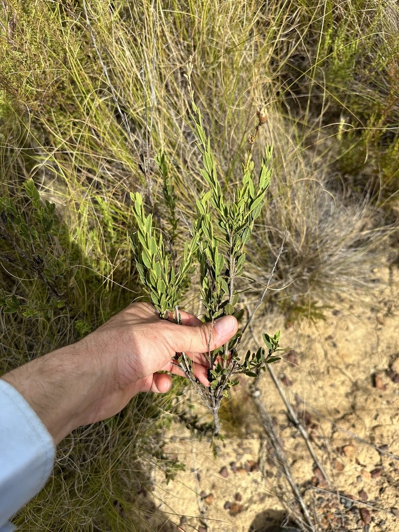 Freylinia brevistyla photo 3