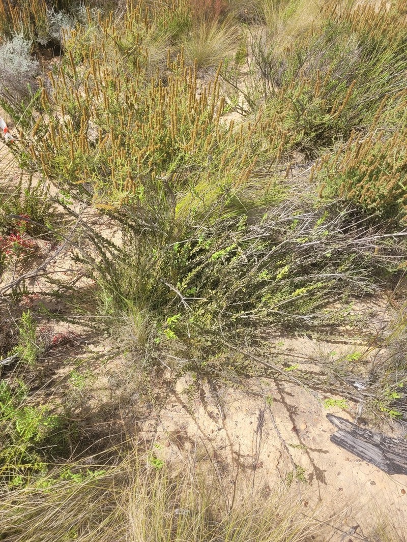Freylinia brevistyla photo 4