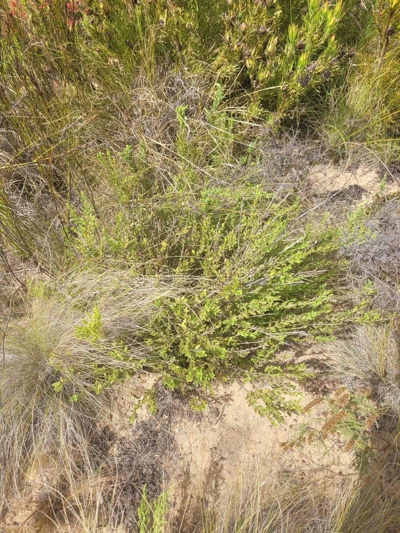 Freylinia brevistyla photo 5