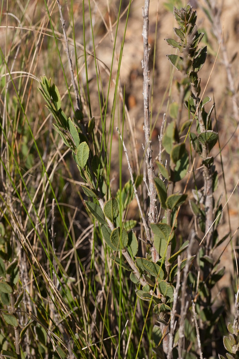 Freylinia brevistyla photo 6