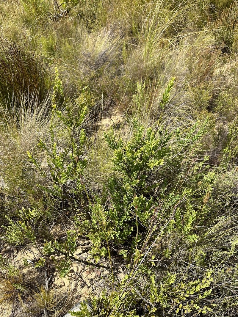 Freylinia brevistyla photo 7