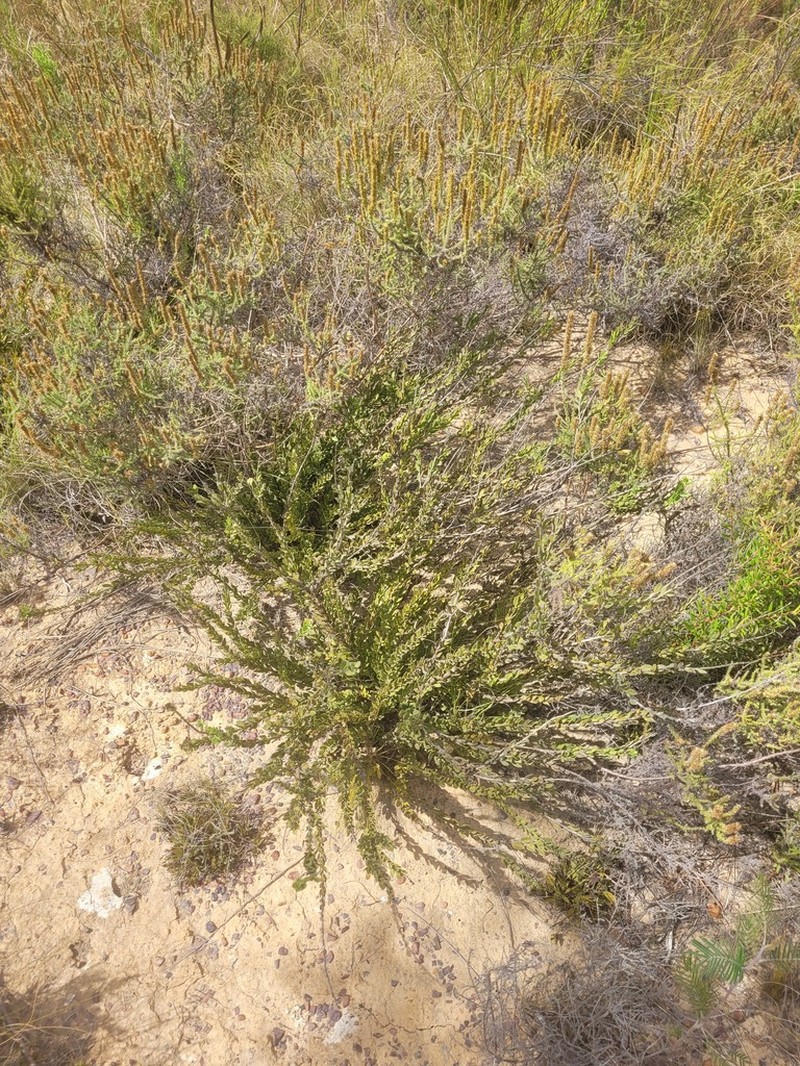 Freylinia brevistyla photo 8