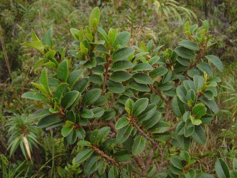 Freziera apolobambensis