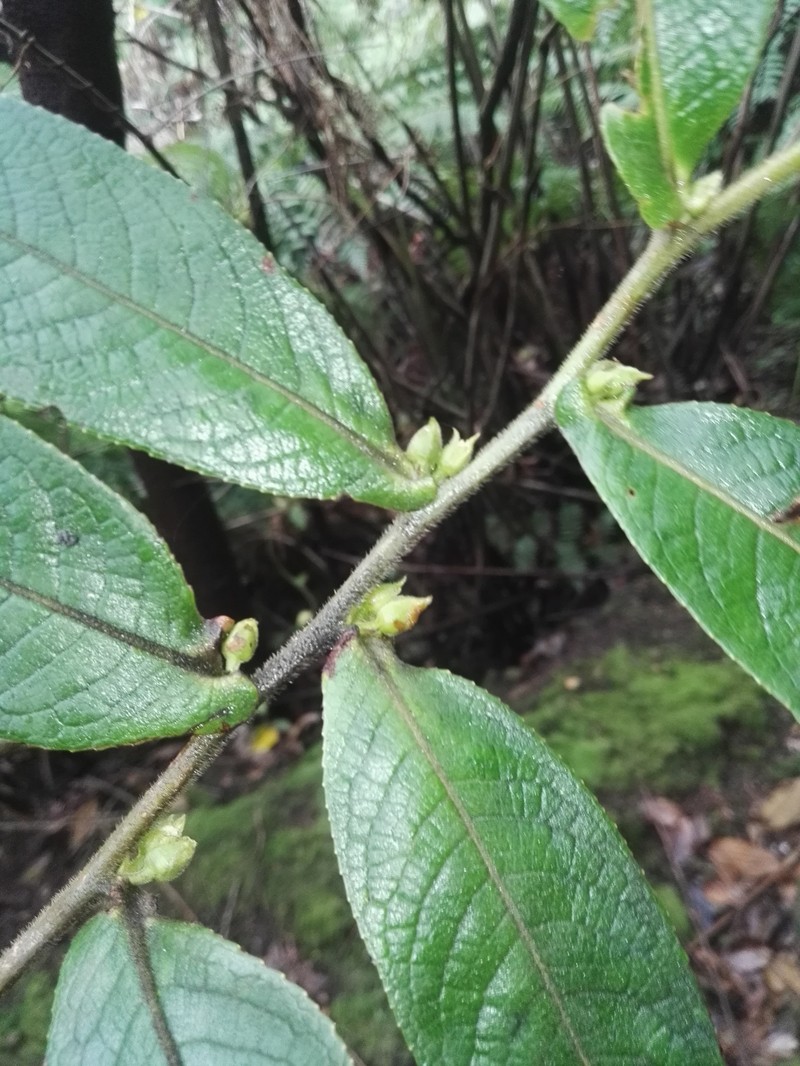 Freziera bradleyi photo 4