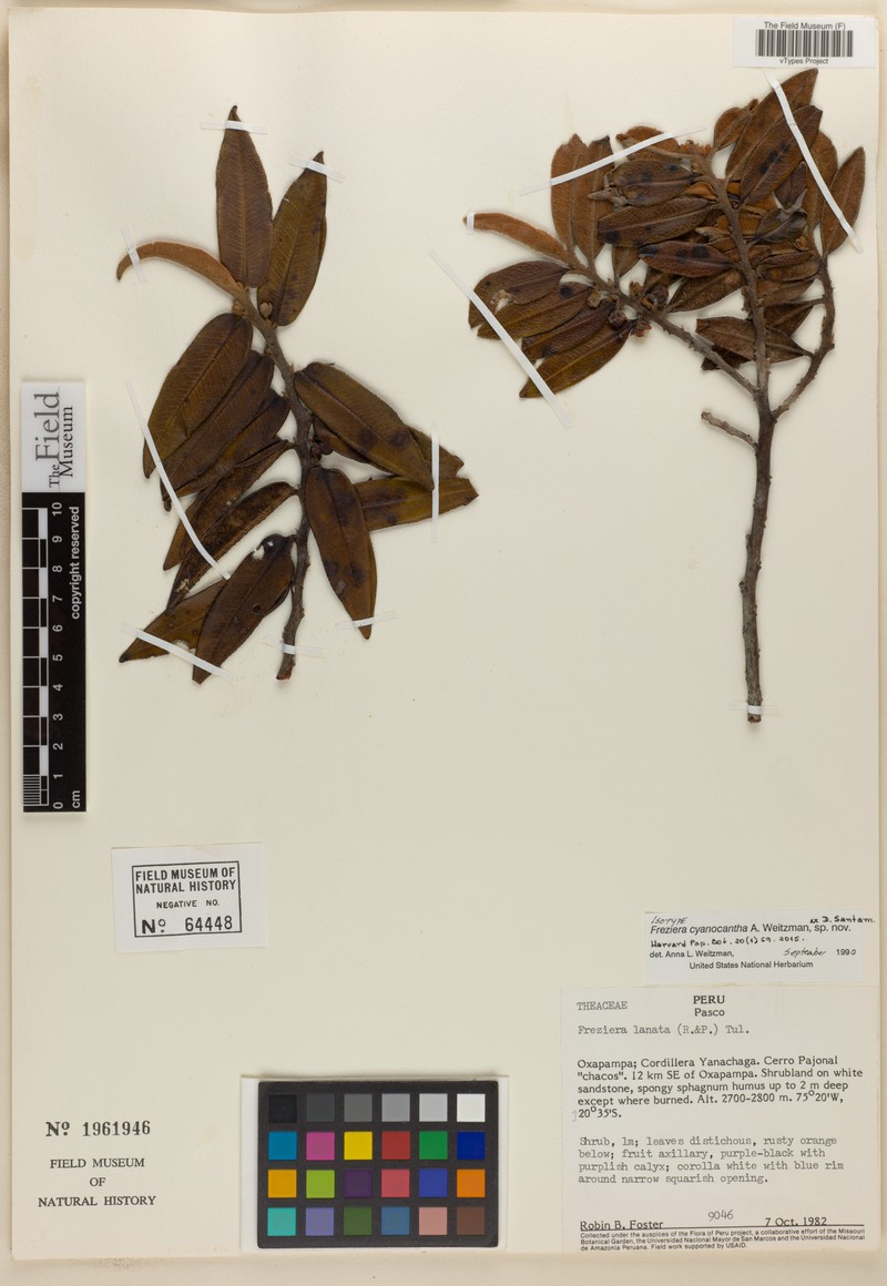 Freziera cyanocantha