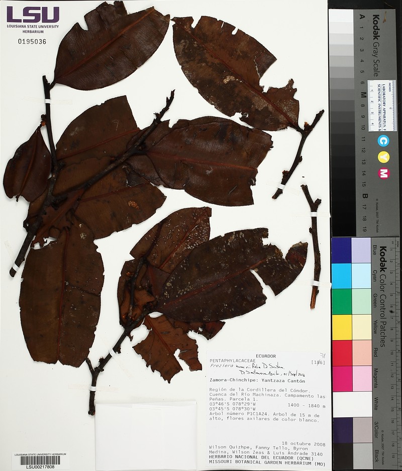 Freziera humiriifolia