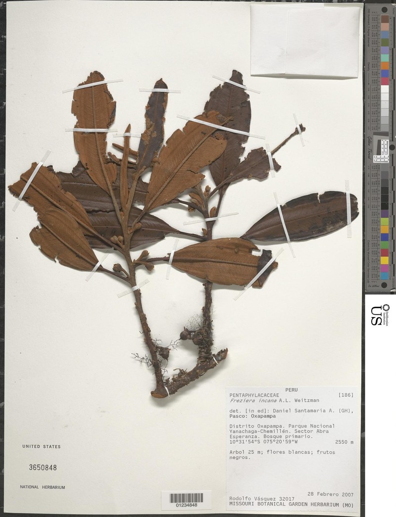 Freziera incana
