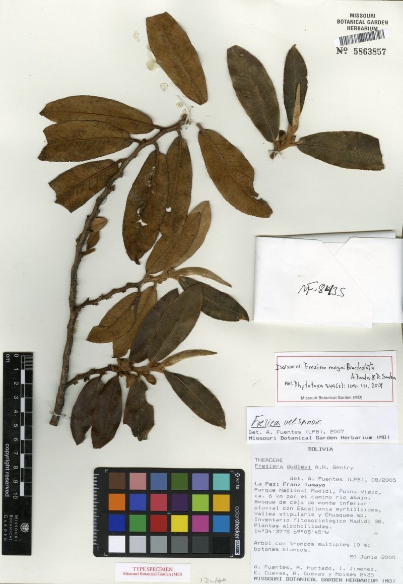 Freziera magnibracteolata