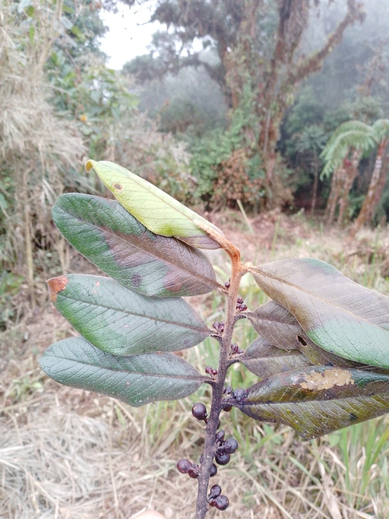 Freziera rufescens