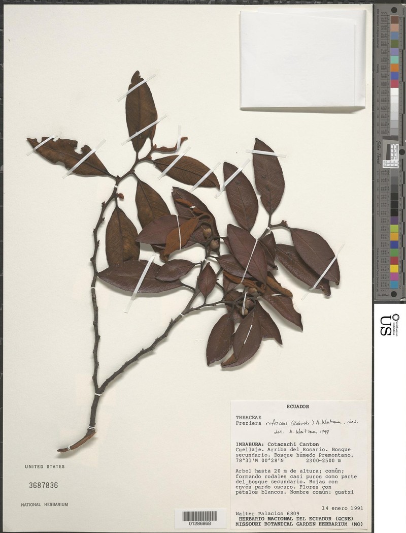 Freziera rufescens photo 3