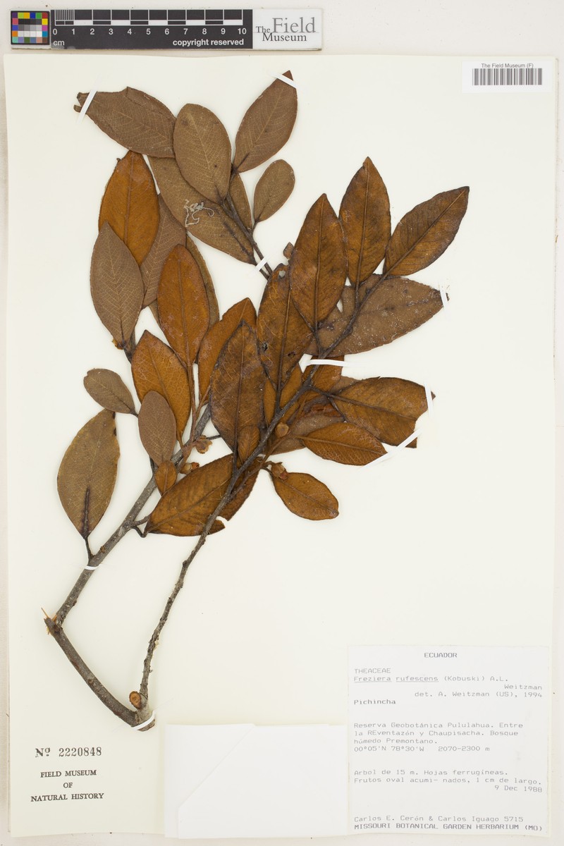 Freziera rufescens photo 4