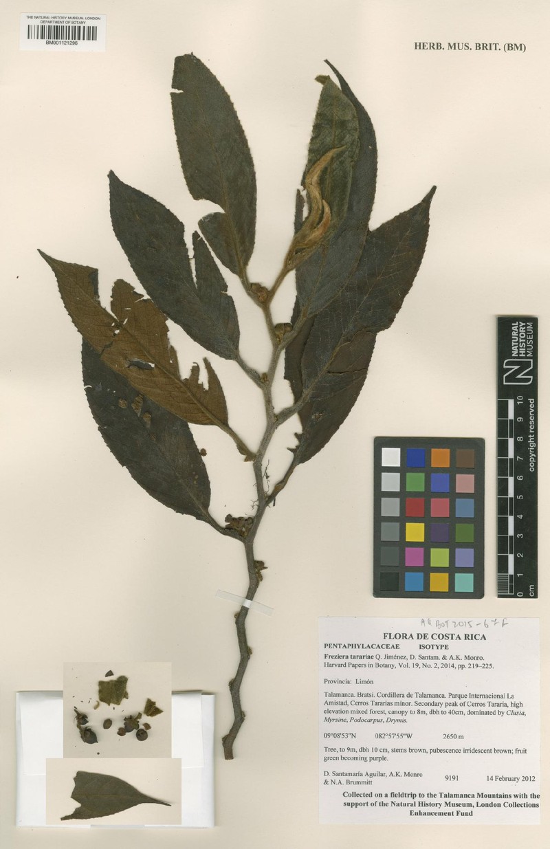 Freziera tarariae