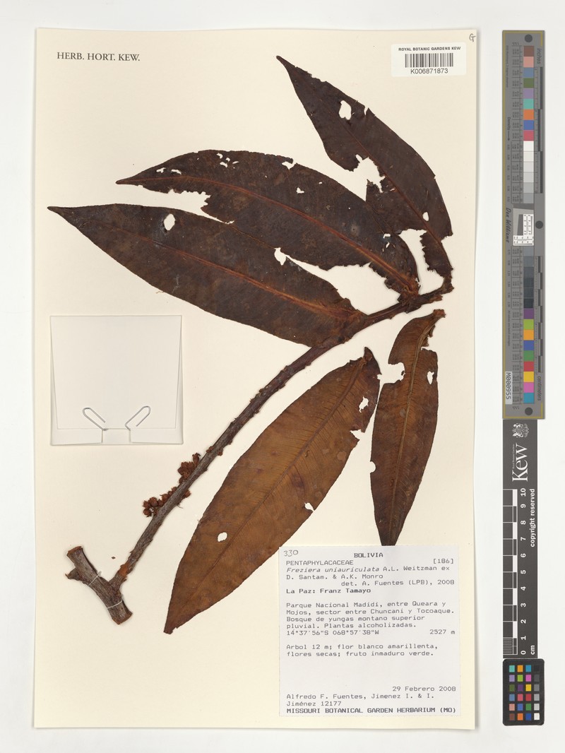 Freziera uniauriculata
