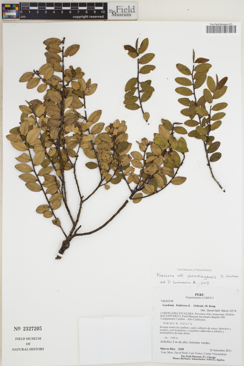 Freziera yanachagensis