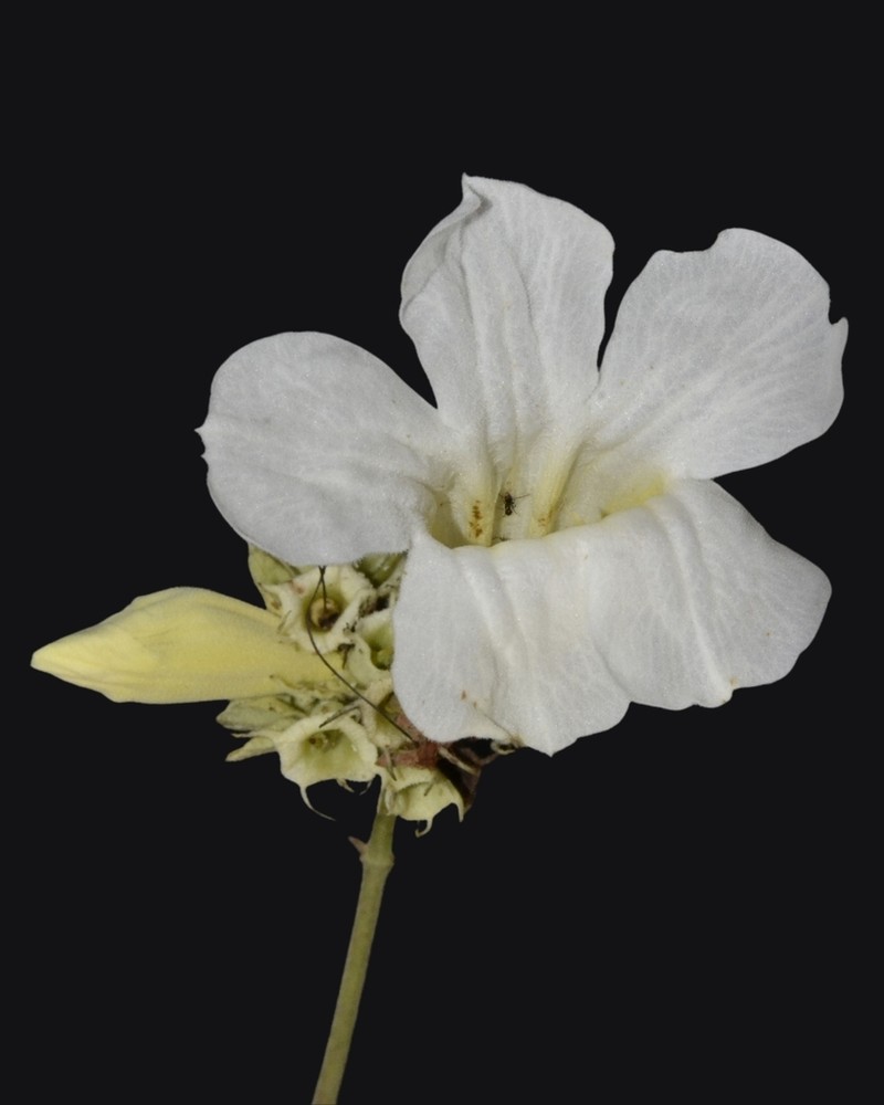 Fridericia bracteata
