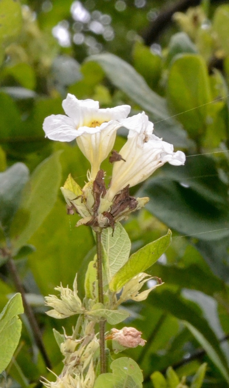 Fridericia bracteata photo 2