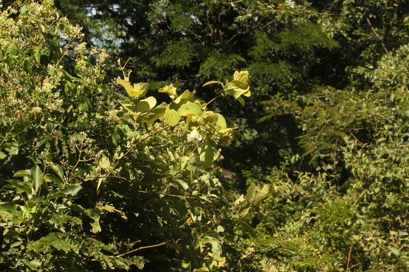 Fridericia bracteata photo 4