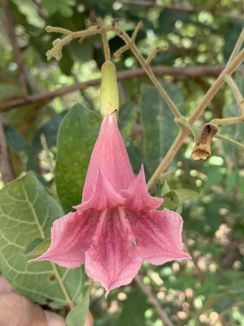 Fridericia caudata