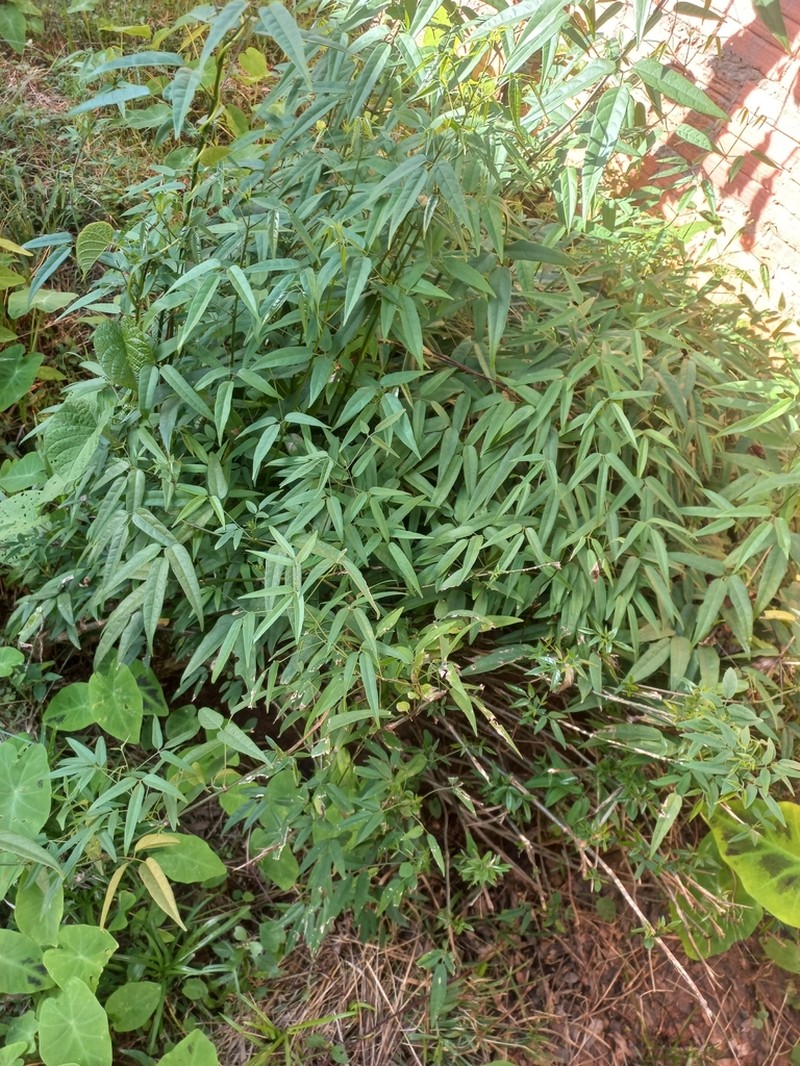 Cricketvine photo 2