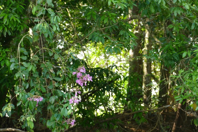 Cricketvine photo 4