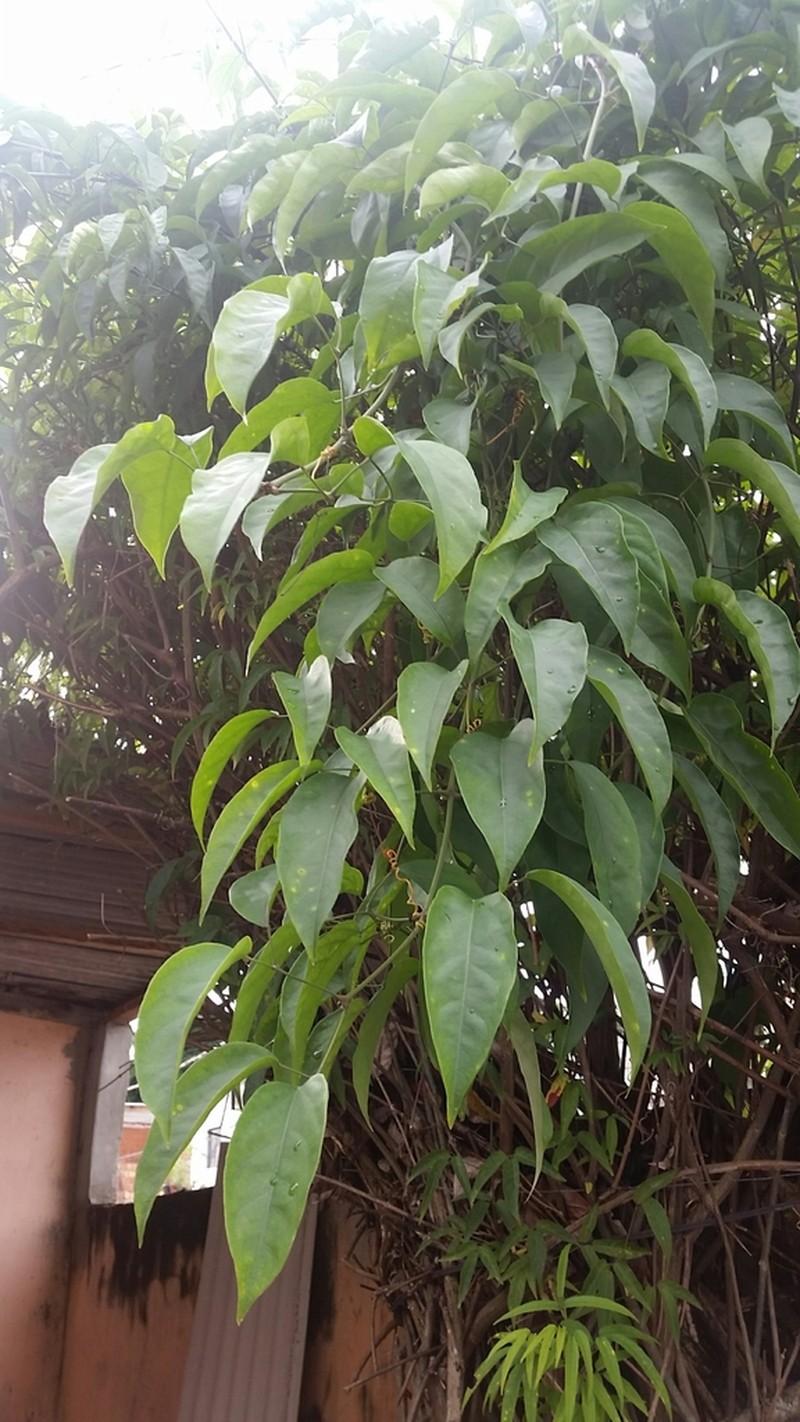 Cricketvine photo 6