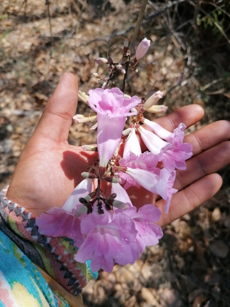 Cricketvine photo 7