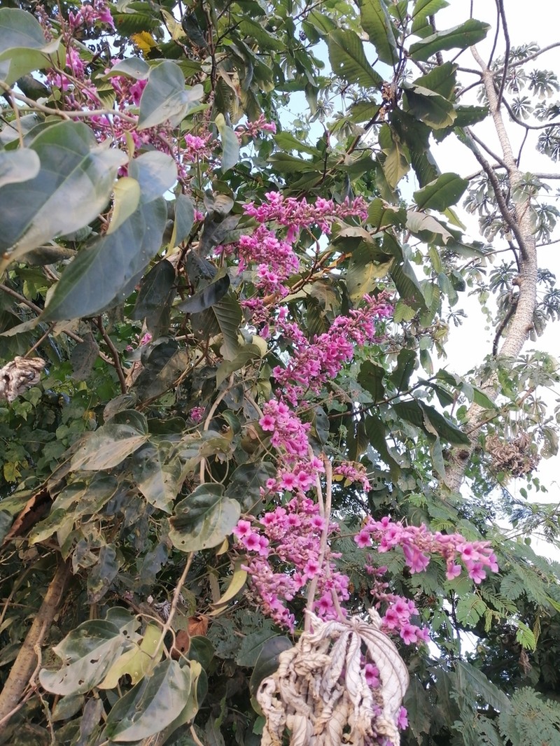 Cricketvine photo 8