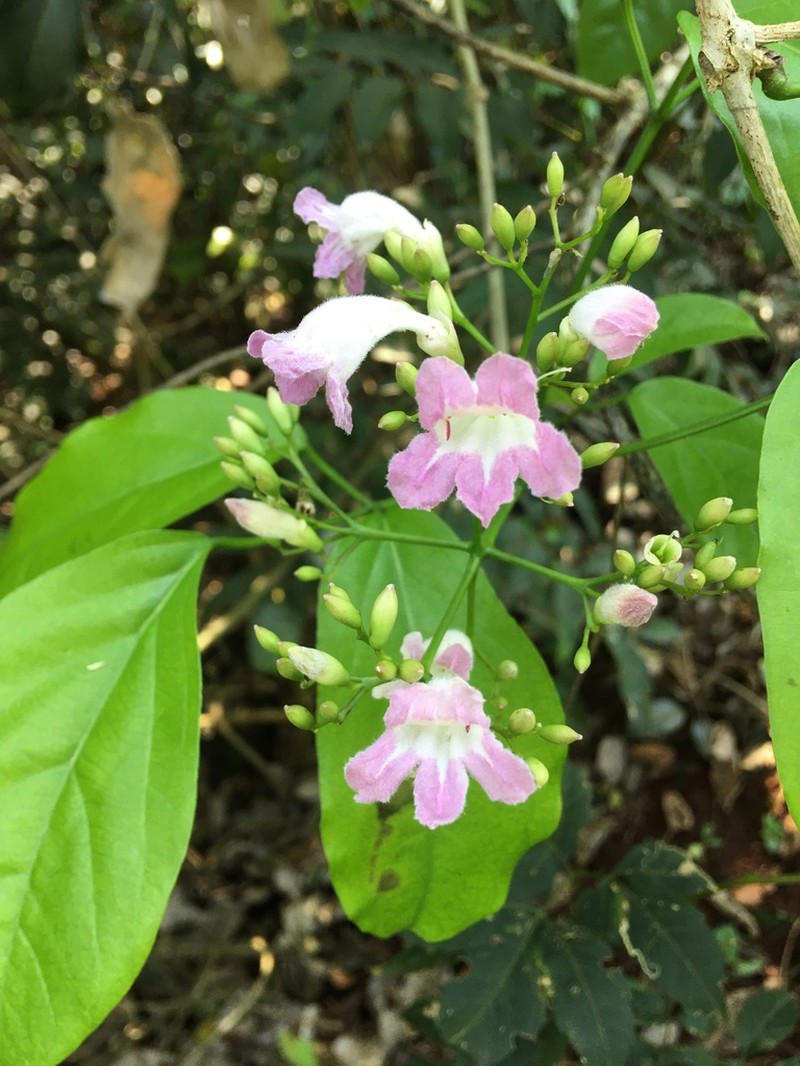 Fridericia mutabilis