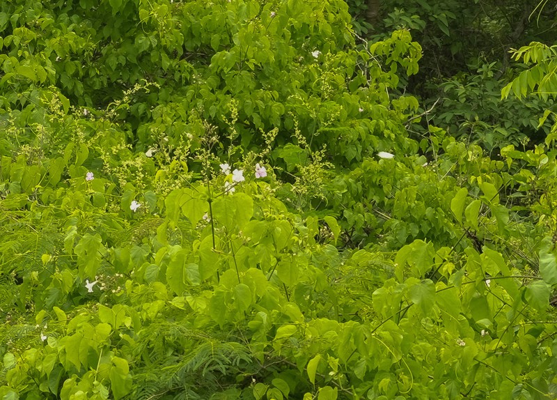 Fridericia mutabilis photo 2