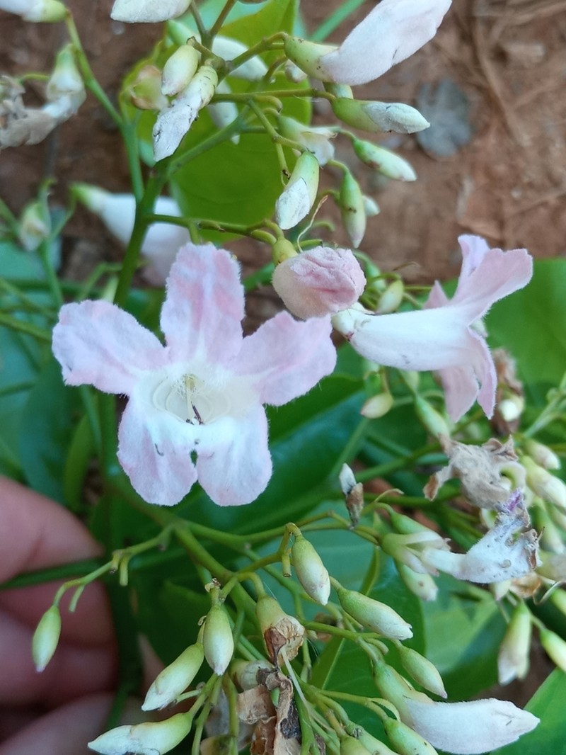 Fridericia mutabilis photo 3