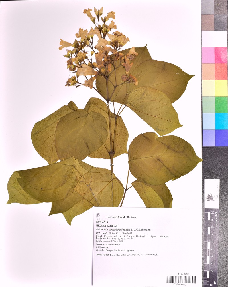 Fridericia mutabilis photo 4