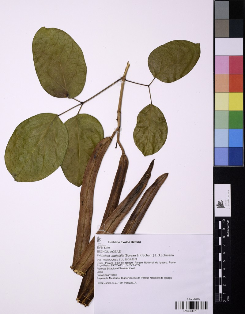 Fridericia mutabilis photo 5
